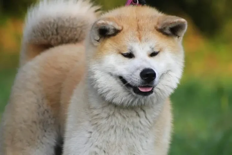 Akita Inu photos : Personality,Lifespan, Types, Age