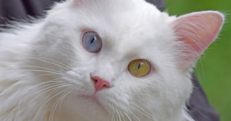 Turkish Angora Personality and Average Lifespan