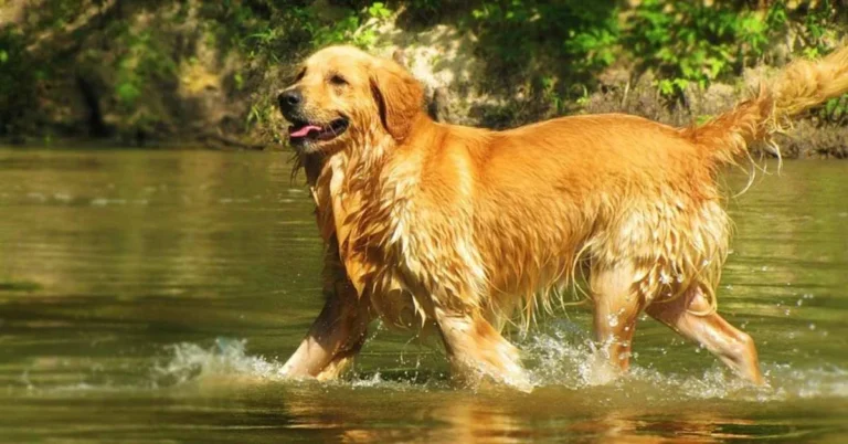 Golden Retriever! Sale price, lifespan, size : Guide