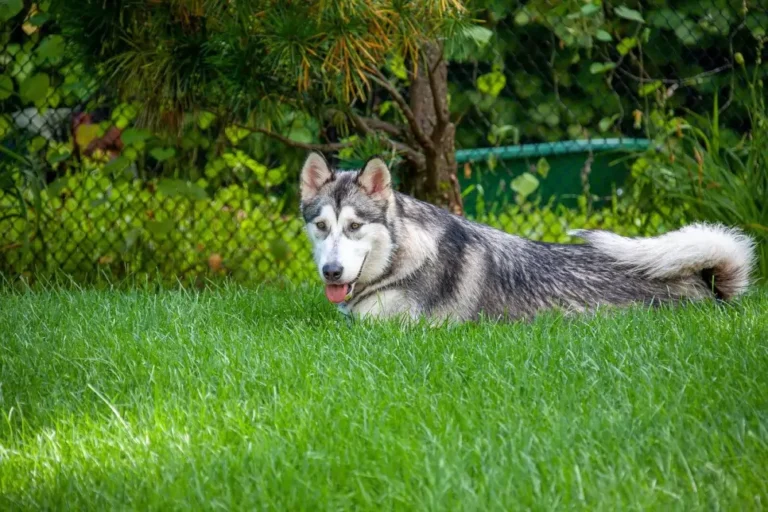 Non-Shedding Dog