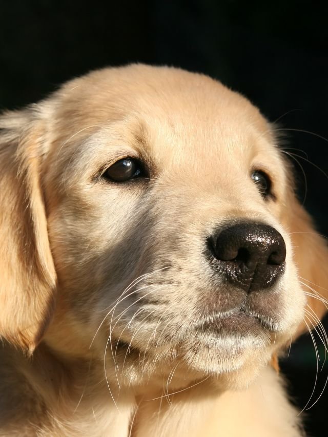 golden retriever tatoo