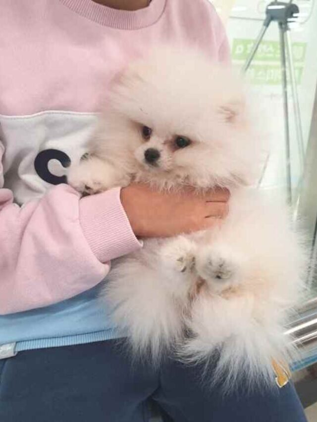 pomeranian puppies for sale near me Photos