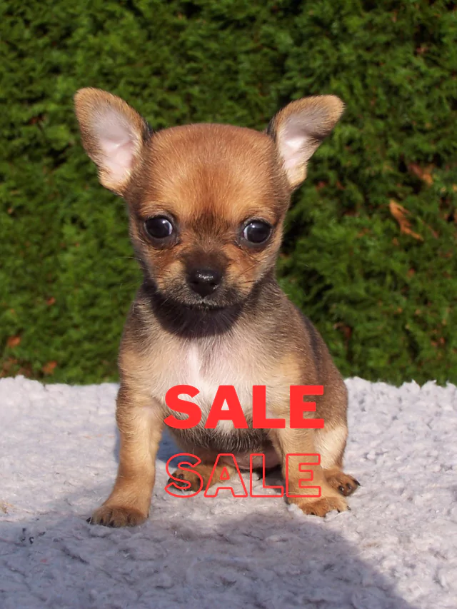 Chihuahua puppy for sale $150