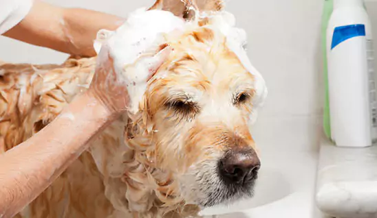 Best Homemade dog shampoo Recipe