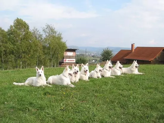 White German Shepherd – Info, Pictures, Facts, And Care