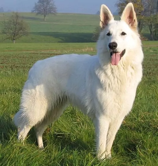 White German Shepherd – Info, Pictures, Facts, And Care