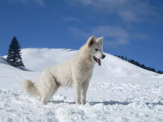 White German Shepherd – Info, Pictures, Facts, And Care