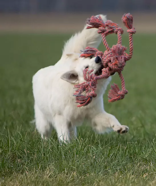 White German Shepherd – Info, Pictures, Facts, And Care