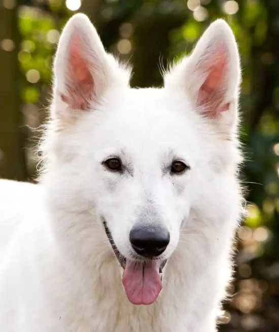 White German Shepherd – Info, Pictures, Facts, And Care