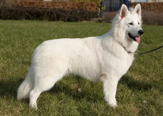 White German Shepherd – Info, Pictures, Facts, And Care