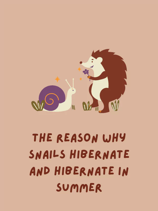 The reason why snails hibernate and hibernate in summer