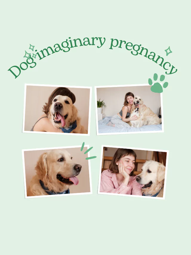 Dog imaginary pregnancy