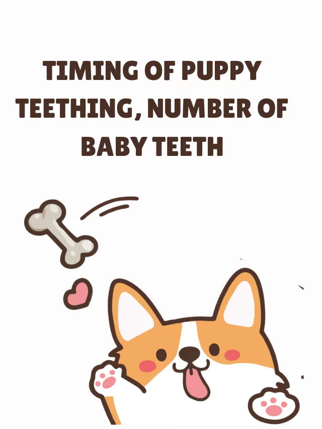 Timing of puppy teething, number of baby teeth