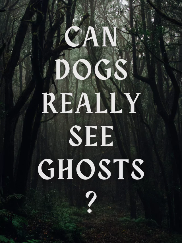 Can dogs really see ghosts?