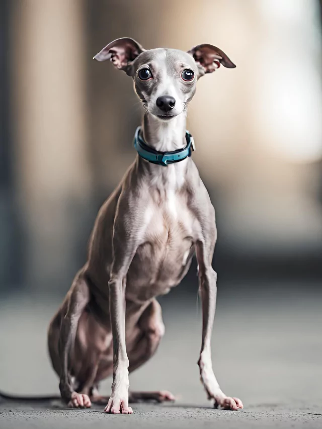 Italian Greyhound : Basic information Personality, Hair loss