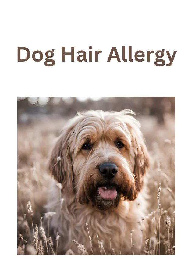 Dog hair allergy