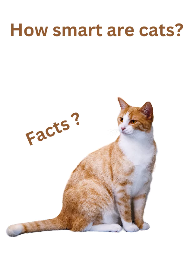 How smart are cats?